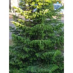 Grote Kerstboom - blauwspar 5/6 m hoog