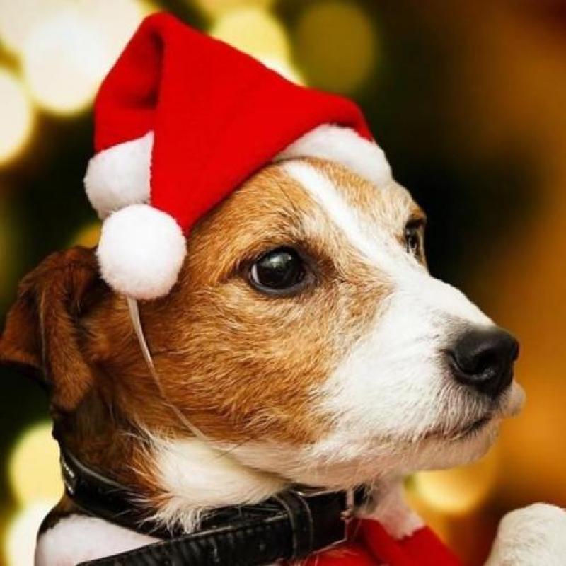 Diverse kerst setjes voor baby's en honden!